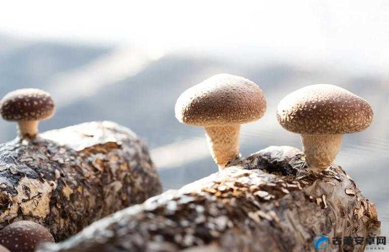 蘑菇视频的隐藏世界：这5个秘密你绝对没见过！